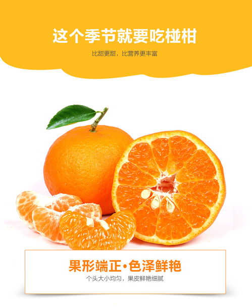 澄澄鄉(xiāng)情 清江椪柑與秭歸臍橙的歲時滋味